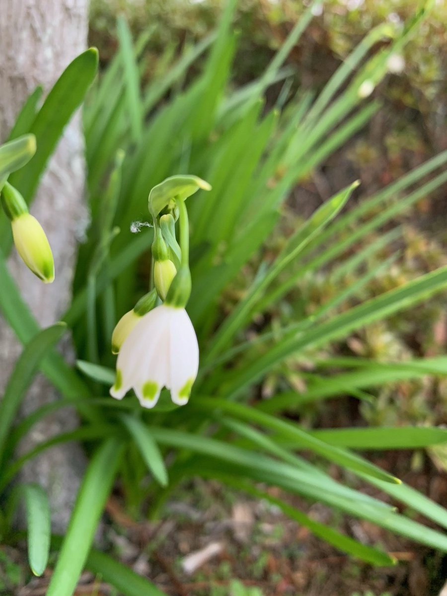 mastermind0512's tweet image. The lilies of the valley are blooming.
今朝の花
#スズラン　#朝の花