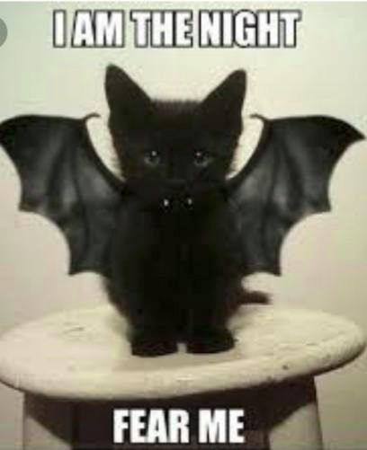 time4kind's tweet photo. A new #SpaceKittens arrives.
 #CatsRule    Oh frabjous joy. 
Cats are so superior a species to homo so-called sapiensᴴᵃᴴᵃ that one must laugh &amp; worship thrilledly.  
I am so happy to serve.  #ChurchOfAllCats https://t.co/rVhoxx5pvp
