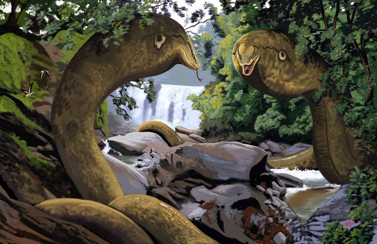 Two giant Vasuki inflate their forebodies in a tense territorial confrontation... this colossal madtsoiid from Eocene India has been estimated at 11-15 m! That's right, possibly longer than Titanoboa and thus, a ssssserious contender for the title of largest snake ever found!!