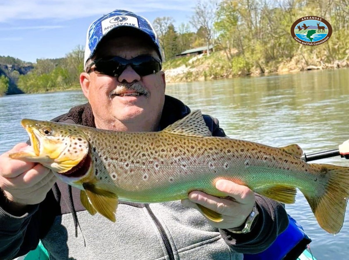 Arkansas Wildlife Weekly Fishing Report April 18, 2024 🎣 bit.ly/3W0jyrK An angler from Columbia, Missouri, landed this 24” brown trout on the White River near Calico Rock. Anglers have been catching numerous brown trout of 18” or more. Rainbows are also biting nicely.