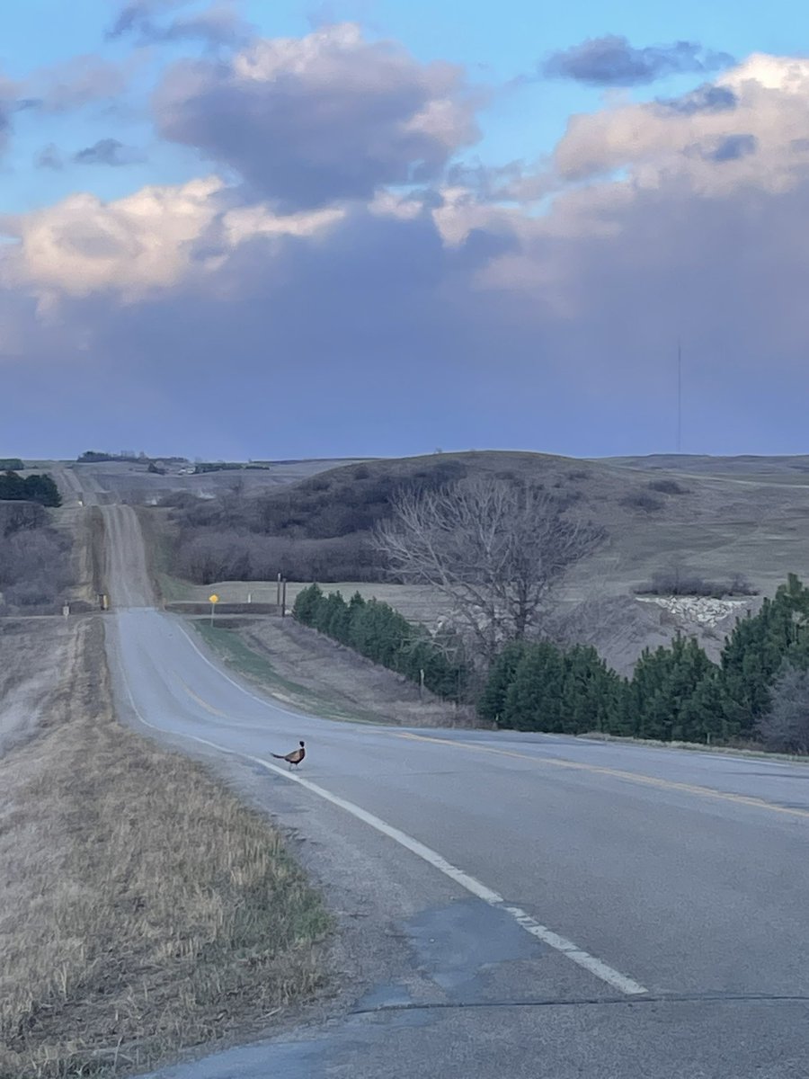 Almost hit a turkey by Costco ✅

Almost hit a honker by Menards✅

Almost hit this rooster near home ✅ 

Now I just need to almost run over a walleye and I’ll complete the full nodak day 😆