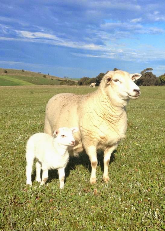 Pretty in her younger days posing with her boy Ginge who was one of our rams for a few years and was Tim's father and Nigel's great grandfather.