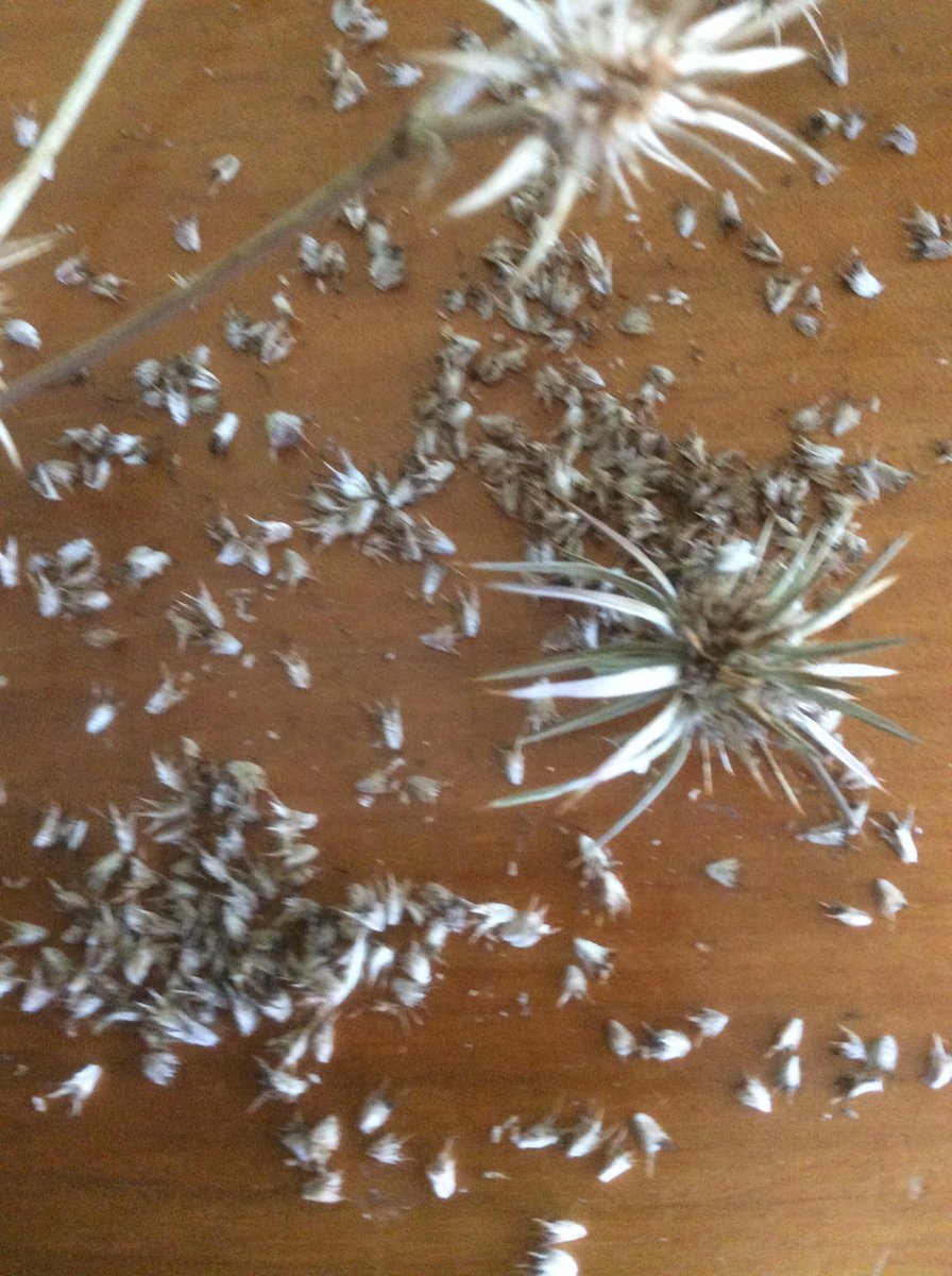 Yesterday I finally collected seed from the blue 😈, Eryngium ovinum @coalisdead 
Will let you know when I post. 

#AustralianNativePlants