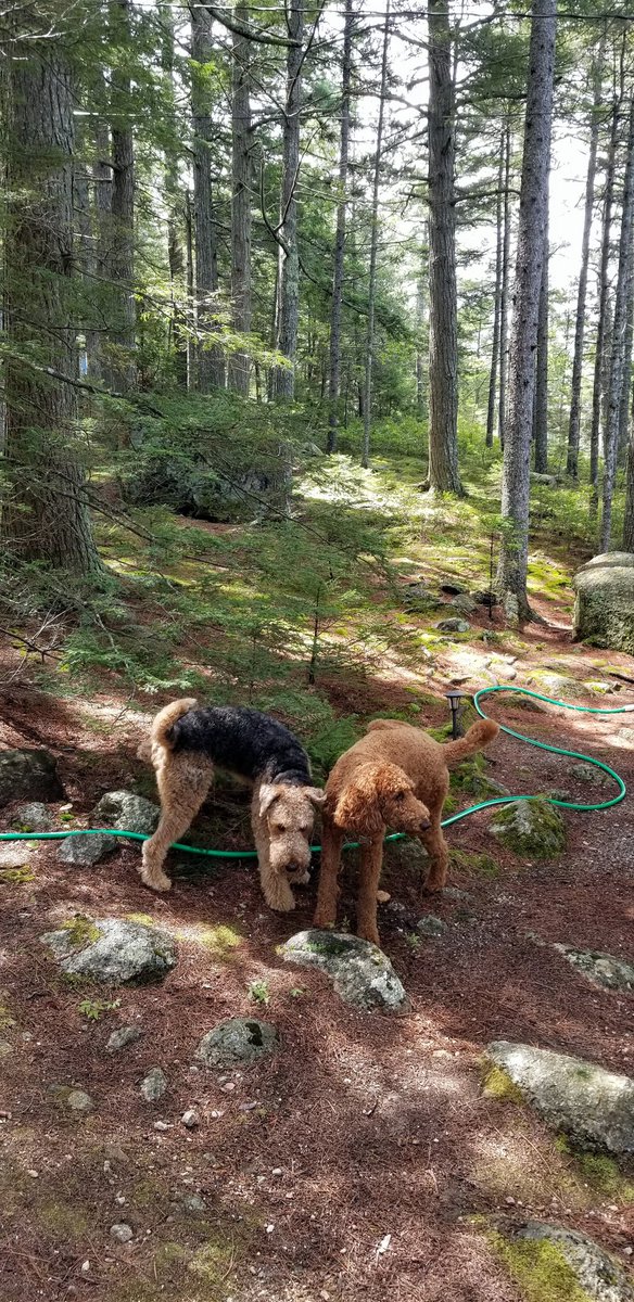 #ThrowbackThursday me and cousin Teddy in the Maine woods having a peeing contest