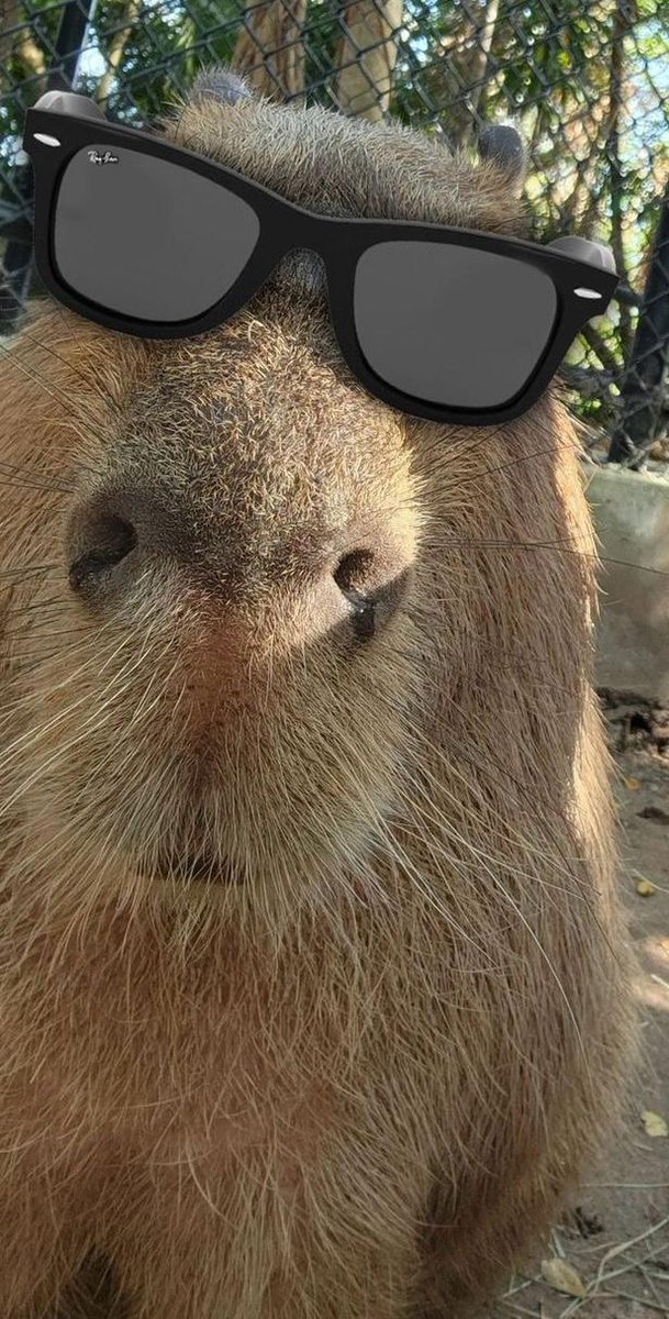 Capi_on_sol's tweet photo. Picture this: a tweet by Mack on the Thread app in Jan sparked a hilarious exchange. Zack mentioned getting a hamster a pair of Ray-Ban shades. In response, a playfully edited picture of a nice-looking hamster rocking those iconic shades appeared. And boom, $RayBanMetas was born https://t.co/45RMVx7PU2