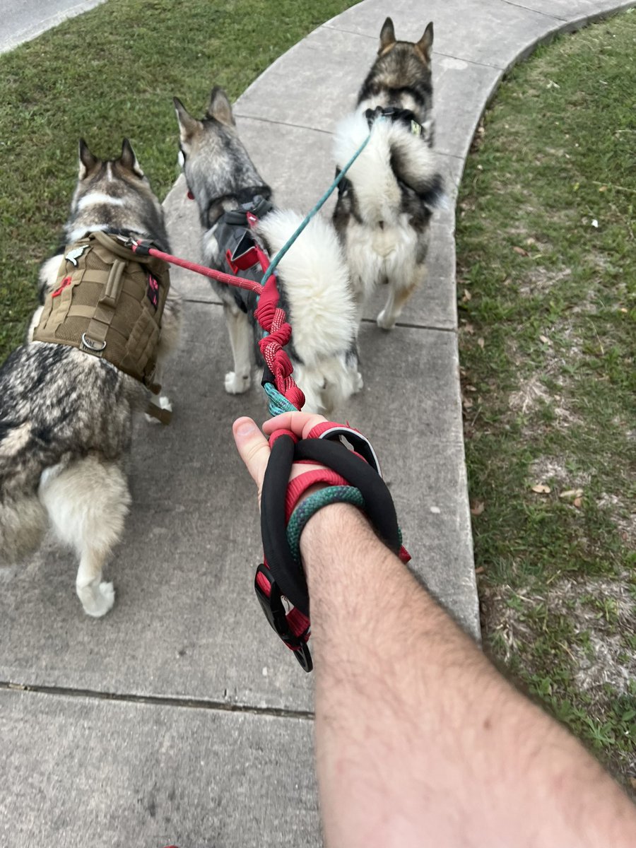 Taking the sled team out for an adventure!!! #malamute #Husky #puppy