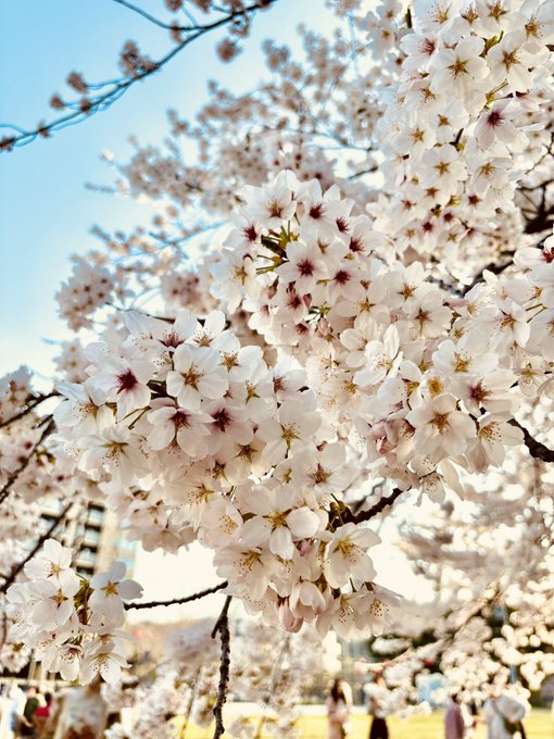 「ぼかし 桜」のTwitter画像/イラスト(新着)｜3ページ目