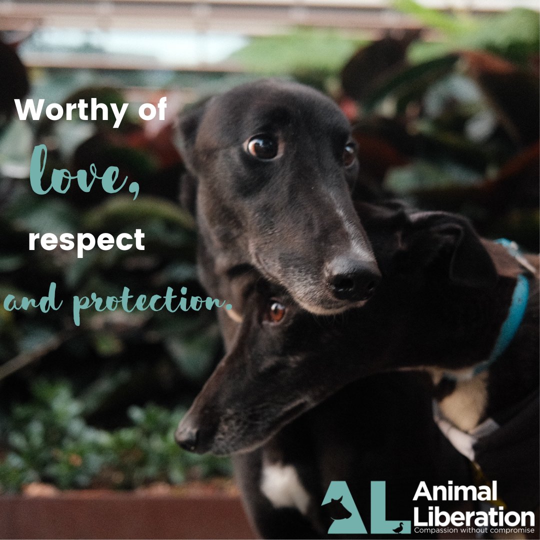 Did you know that April is 'Adopt a greyhound month?'🩷 These beautiful brothers, Merry and Pippin (previously known as Rob's Chap and Bad Attitude) were found running around a busy highway in Casula. Luckily, they were found by caring humans who took them out of harms way.