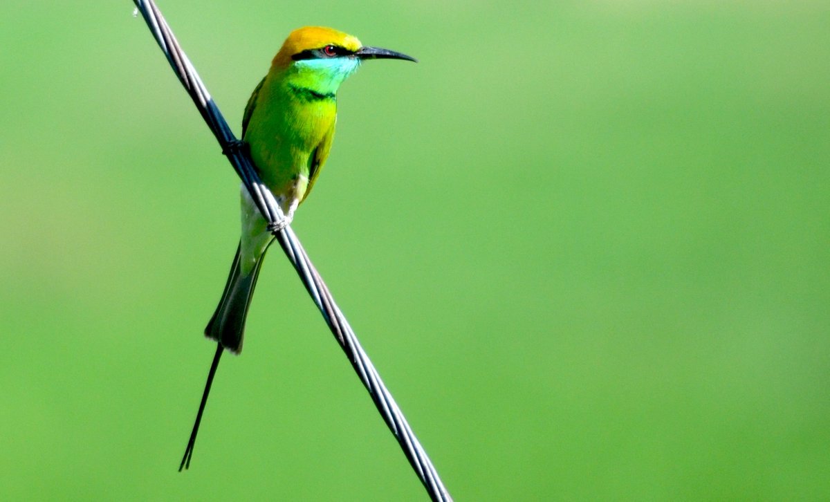 Green may dominate this frame but there are other colours from the palette that catch the eye as well. #GreenBeeEater #Birds #Nature #Earth #Environment #Photography