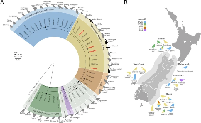 New insights into avian malaria infections in New Zealand seabirds link.springer.com/article/10.100…