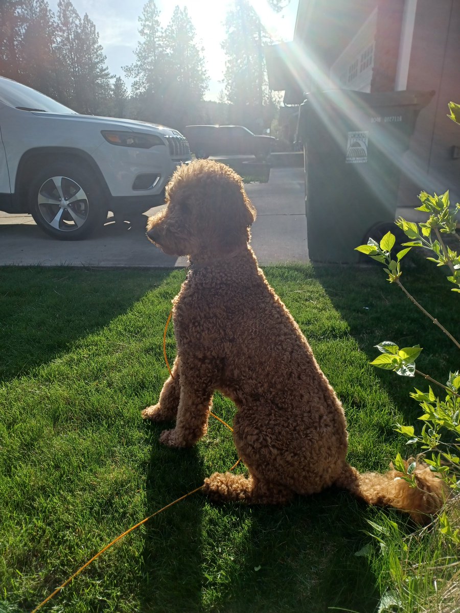 Doesn't she just look cute?
#cute #aria #dog #puppy #goldendoodle #outside #outdoors #sun #animal #animals #AnimalsLover 
 pin.it/6naq3PK6d via @pinterest