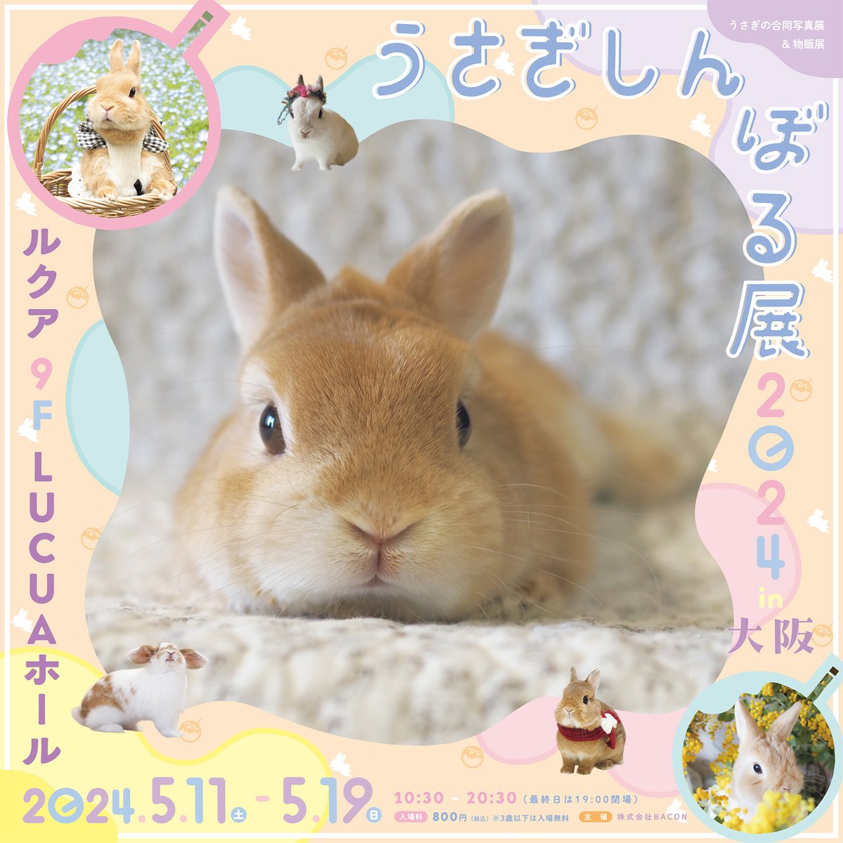 baconcoltd's tweet photo. 🐰うさぎしんぼる展 2024 in 大阪🐰情報解禁🐰

見ているだけで可愛いうさぎの写真＆グッズを集めたイベントをルクア大阪にて5月11日(土)~5月19日(日)まで開催します。初上陸のクリエイターに加え、大阪会場でしか買えない限定グッズも目白押しです!

公式サイト 
https://t.co/6vDMJHRW47 

#大阪イベント #ルクア大阪