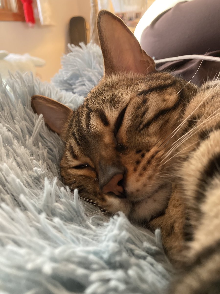 My face goes squish when I sleep
#catsofinstagram #CatsOfTwitter #TeamBengal