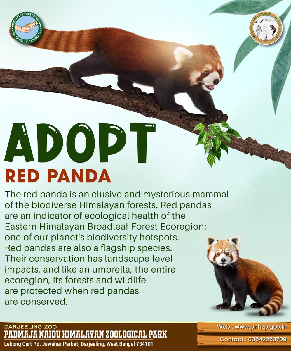#adopt a #redpanda #pnhzp #darjeeling #research #education #conservation #cza_delhi #moefccgoi