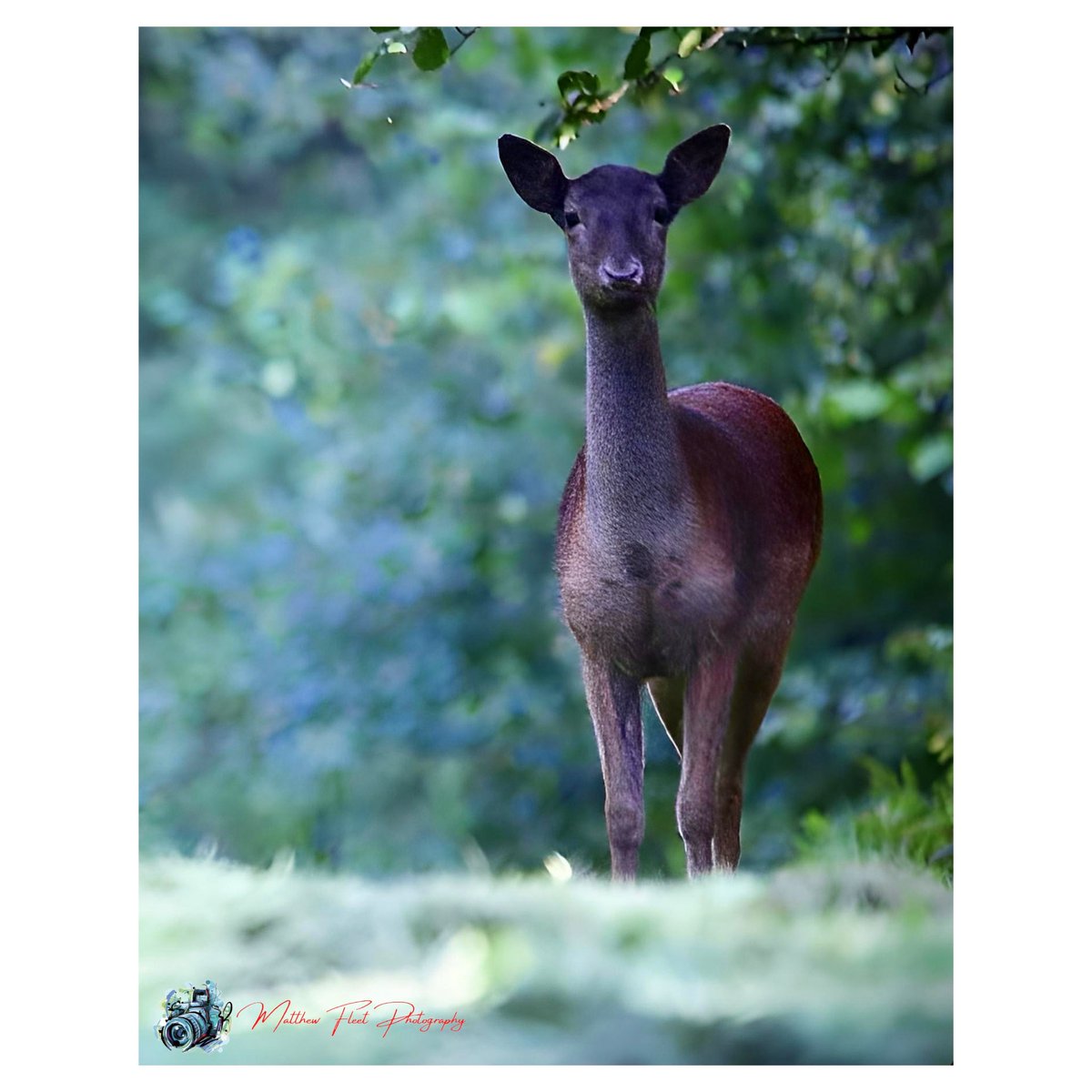 🦌 Clent Hills, National Trust, UK 🏴󠁧󠁢󠁥󠁮󠁧󠁿 #Deer #ClentHills #NationalTrust #Photography