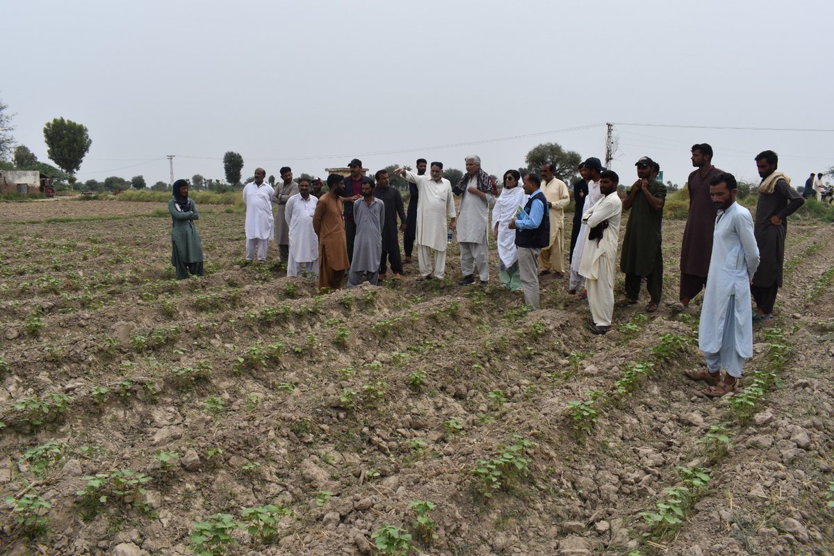 Exciting news! The FAO Team had a successful visit to CBFS in #Sanghar! Farmers demonstrated invaluable skills & CRA practices from the RABI season. The team also explored the Cotton Crop Learning Plot and oversaw Bucks distribution in #Tharparkar. @AamerIrshad #AgriDevelopment'