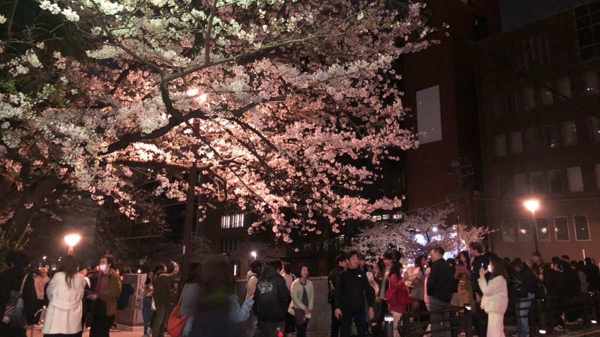 crocus_ryunen's tweet photo. 【 #クロッカス活動記録】
目黒川沿いの夜桜を見るナイトウォークが行われました🌸
見頃の桜を眺めながら、五反田から池尻大橋まで約2時間歩きました！
新留生も含めて10人以上参加してくださり、とても盛り上がりました😊

 #インカレ  #留年  #サークル  #クロッカス https://t.co/jUBwQZdIAG