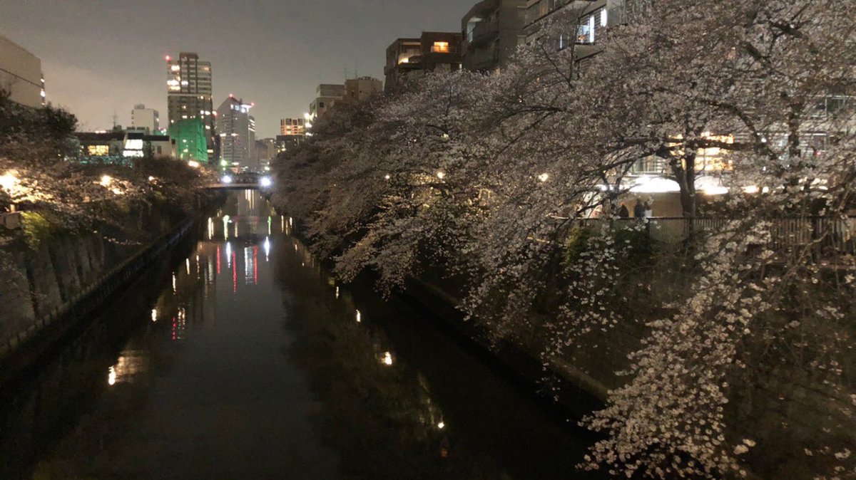 crocus_ryunen's tweet photo. 【 #クロッカス活動記録】
目黒川沿いの夜桜を見るナイトウォークが行われました🌸
見頃の桜を眺めながら、五反田から池尻大橋まで約2時間歩きました！
新留生も含めて10人以上参加してくださり、とても盛り上がりました😊

 #インカレ  #留年  #サークル  #クロッカス https://t.co/jUBwQZdIAG