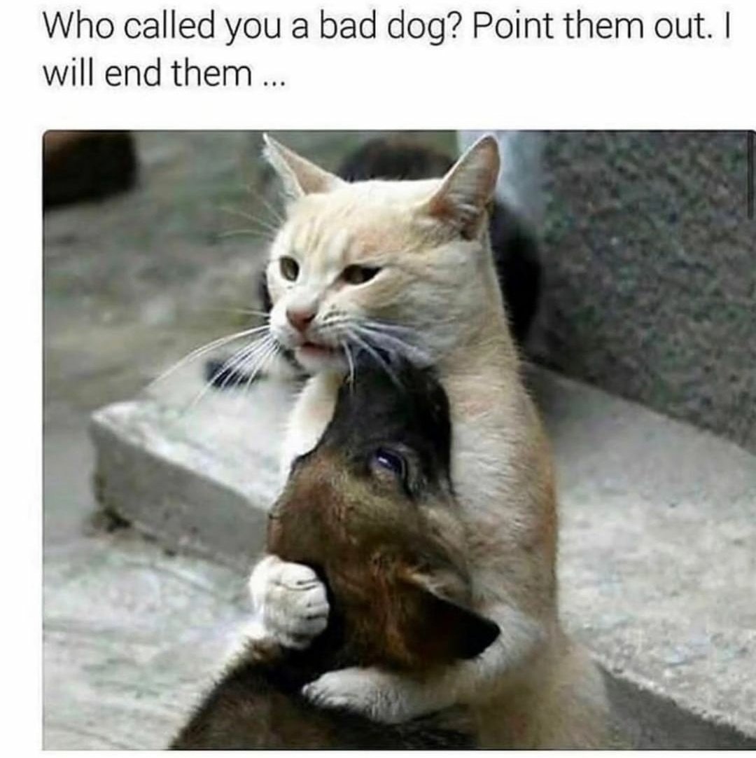 contents that ll heal your depression 🌻 (@catshealdeprsn) on Twitter photo 