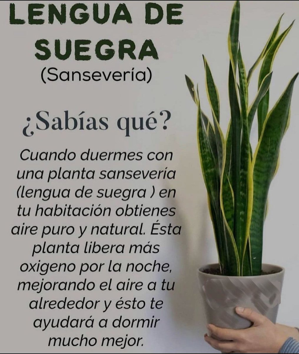 BienestarYM's tweet photo. ✨🍉🥥🌱☀️Tip Salud☀️🌱🥥🍉

🍋✨Lengua de suegra✨🍋

🌟Dime: "Gracias" si te gustó🌟 https://t.co/Jsa4etanxR