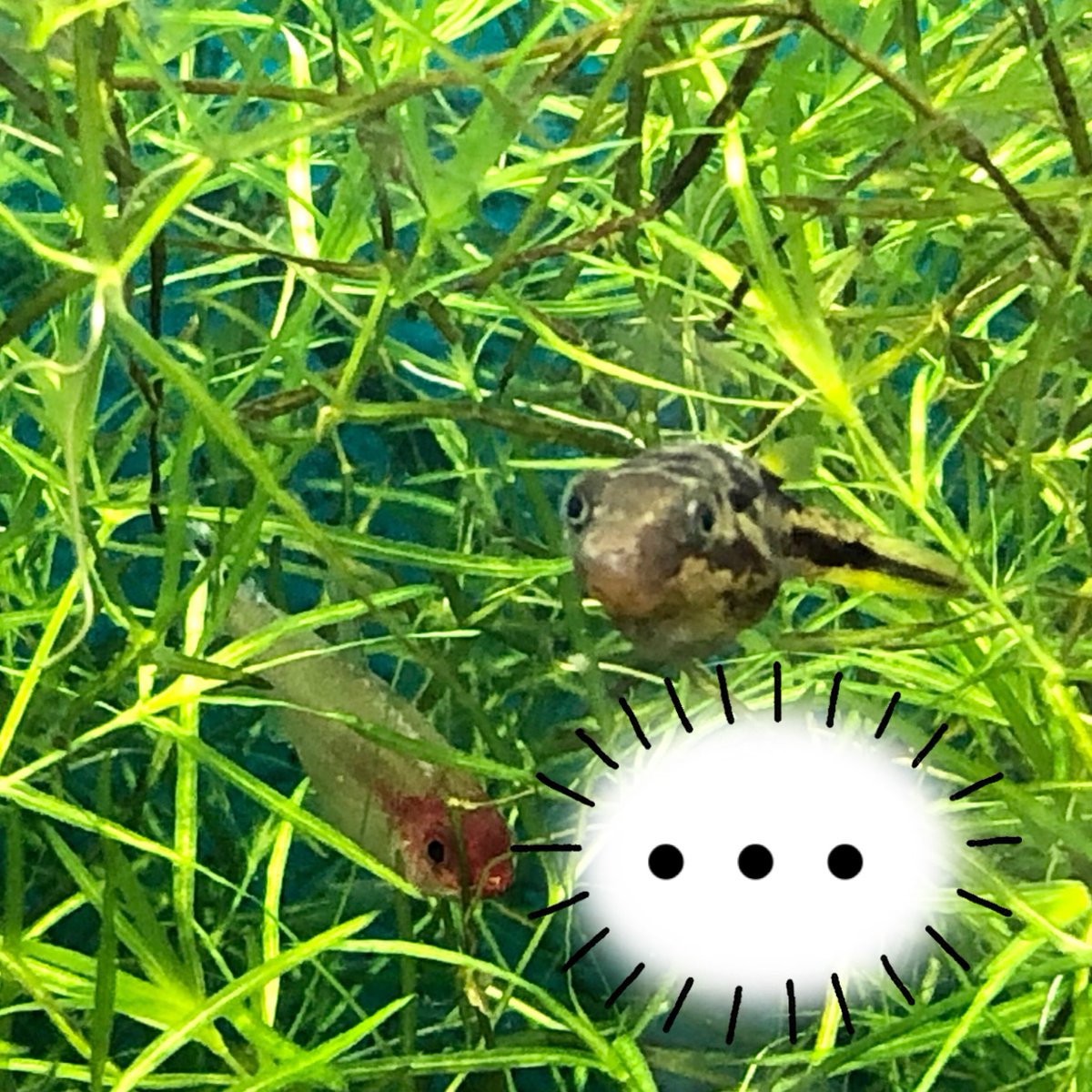 tanatuki_ch's tweet photo. ラミーノーズにミミズ取られて何か言いたそうにアベさんがこちらを見つめてくるが
「今のが最後だよ」
そして、目を逸らすラミー
#アベニーパファー #Dwarfpufferfish https://t.co/Bao14oZN2k