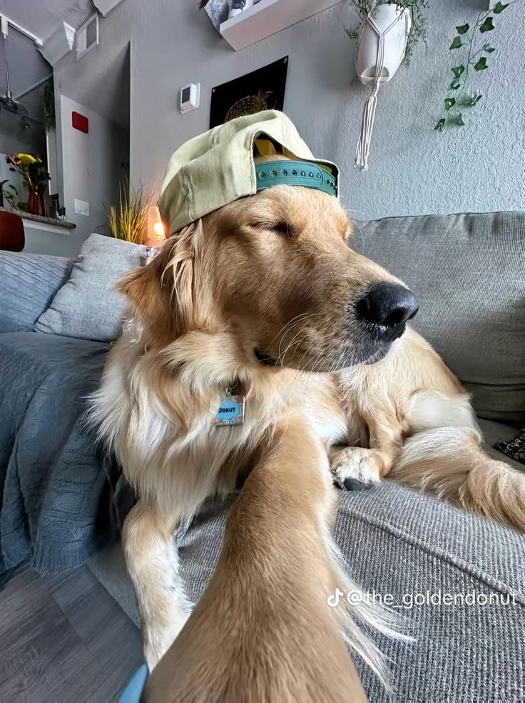 💖 (@twaniimals) on Twitter photo 