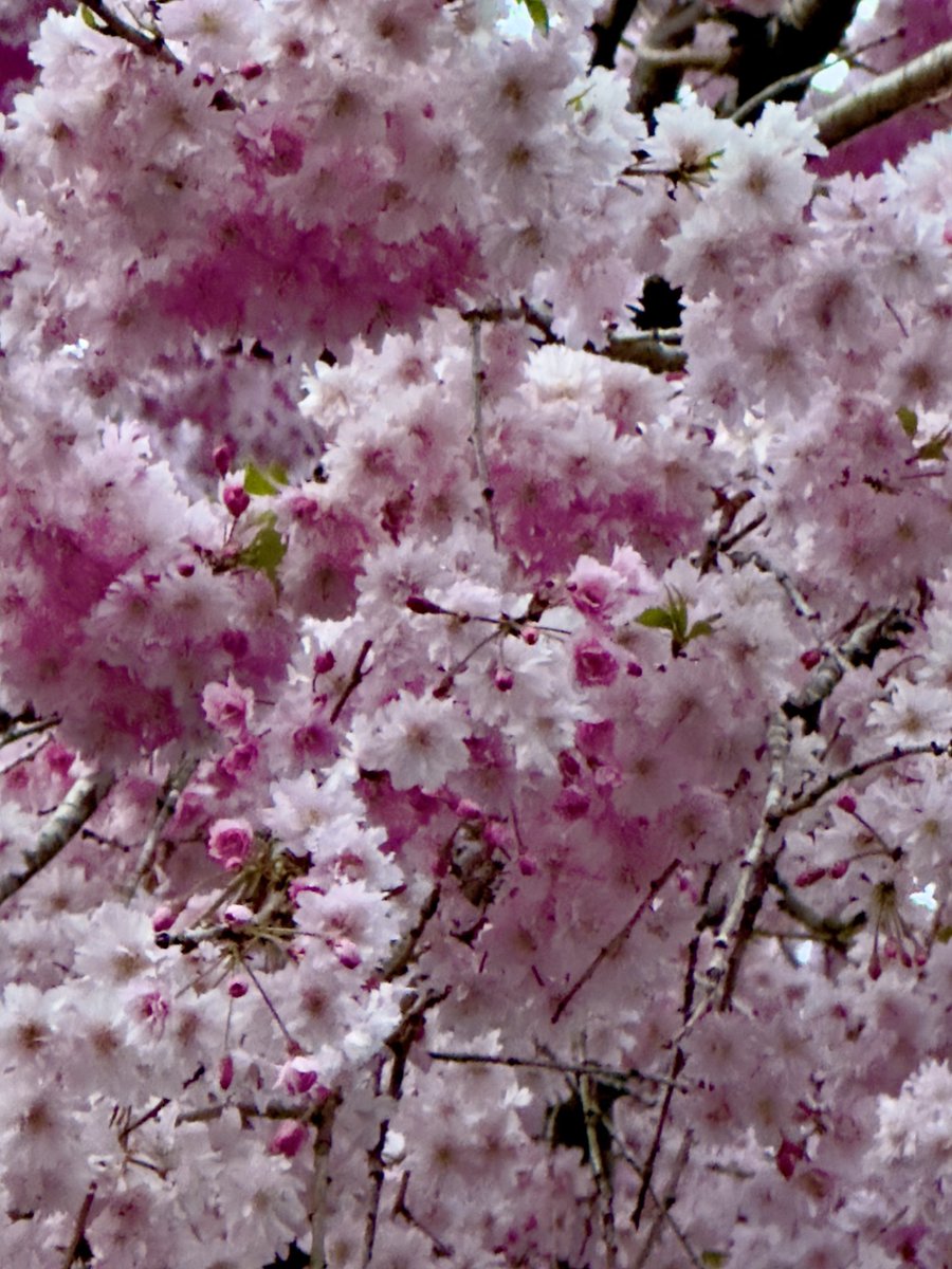 空の撮影隊 #桜撮影🌸 そろそろ散る桜🌸🌸 皆さん、今日も一日頑張ってください🫡🐉🐉🐉🐉