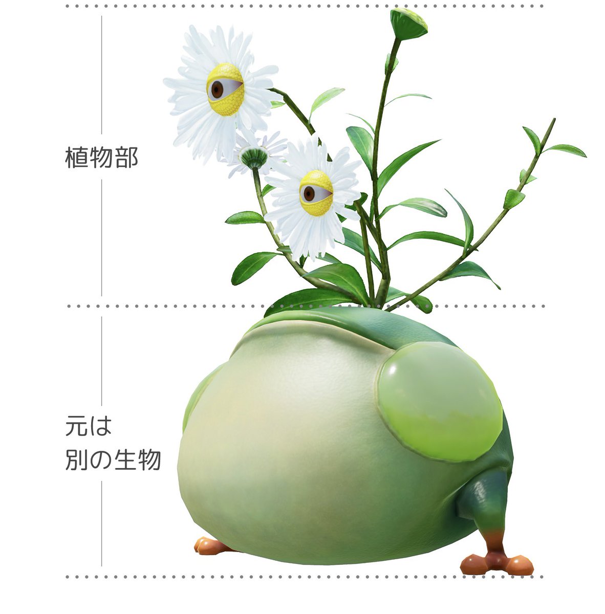 カエルページ NTC 大きなイエアメガエル – ネイチャーテクニカラー公式