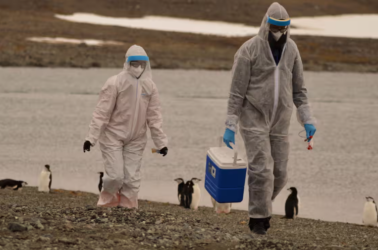 Risk of bird flu spreading to humans is ‘enormous concern’, says WHO theguardian.com/world/2024/apr… CanadaHealthwatch.ca — Canada's hub for health news 🍁