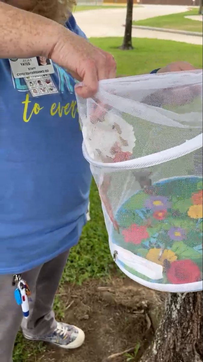 KetraLincoln's tweet photo. Today the Life Skills students took part in a butterfly 🦋 release while studying life cycles in science along with a book study The Hungry Caterpillar. 

It was exciting for them to experience this cross discipline learning in Science and Literacy.
@CyFairISD @TippsElementary https://t.co/dkwjhaG87g
