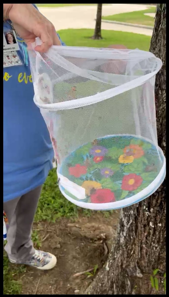 KetraLincoln's tweet photo. Today the Life Skills students took part in a butterfly 🦋 release while studying life cycles in science along with a book study The Hungry Caterpillar. 

It was exciting for them to experience this cross discipline learning in Science and Literacy.
@CyFairISD @TippsElementary https://t.co/dkwjhaG87g