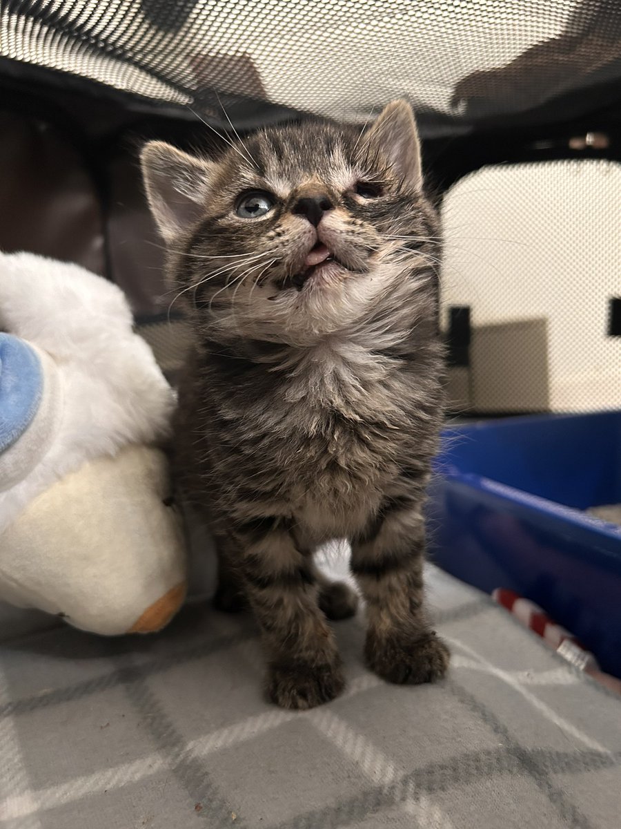 vertebrats's tweet photo. my little guy is going to have sedated x-rays tomorrow and possibly put under to have his jaw pinned 🥺 this is a LOT for a four week old, one pound kitten, but it’s important for him. send good thoughts please https://t.co/GOmDQzmikt