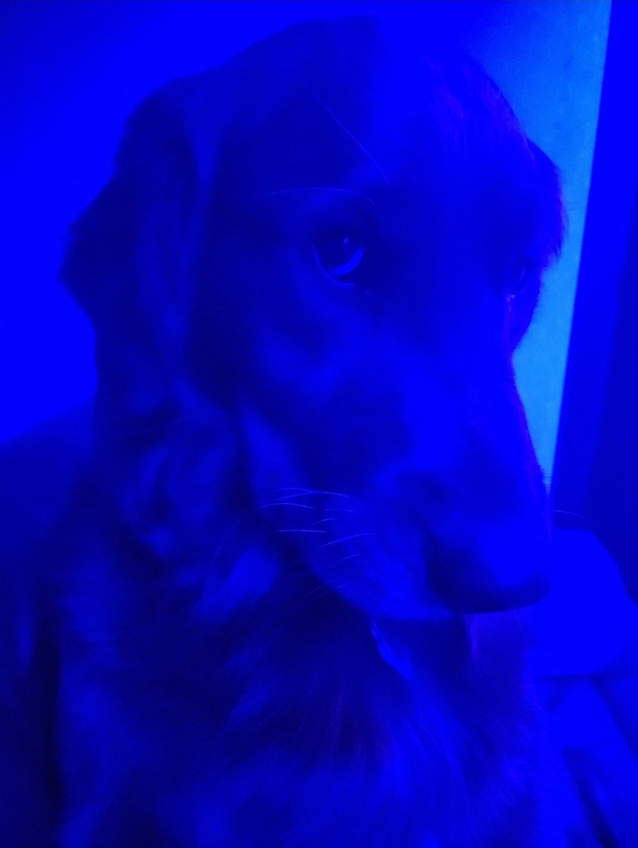 Hello ladies. (This is Waffles under the blue lights in the camper last summer.) #ThrowbackThursday #dogsoftwitter #goldenretriever