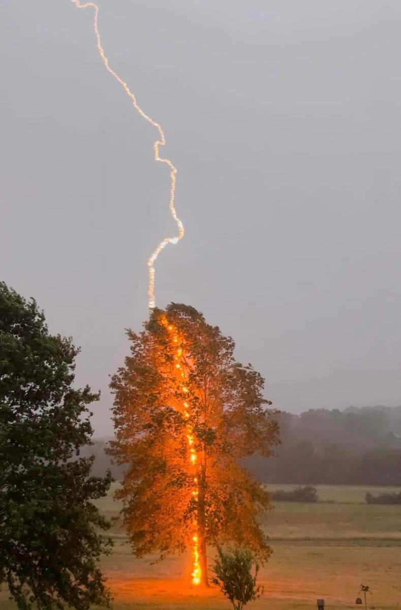 Impacto de un rayo contra un árbol ⚡🌳

📸 Debbie Parker.