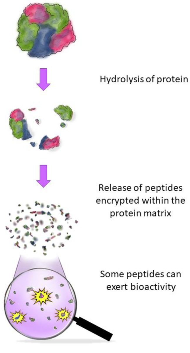 📢 Bioactive #Antimicrobial #Peptides from Food Proteins: Perspectives and Challenges for Controlling #Foodborne Pathogens 👨‍🎓 by Jessica Audrey Feijó Corrêa et al. 🔗 Full article: mdpi.com/2076-0817/12/3…