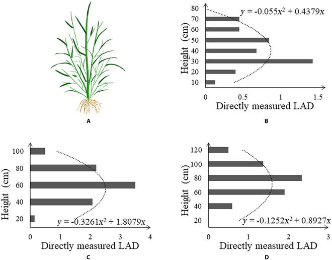 Proposed photosynthetic accumulation model (PAM) and its simplified version (SPAM) leverage UAV images to estimate rice aboveground biomass (AGB) accurately, aiding crop management and breeding endeavors effectively.
Details:spj.science.org/doi/10.34133/p…