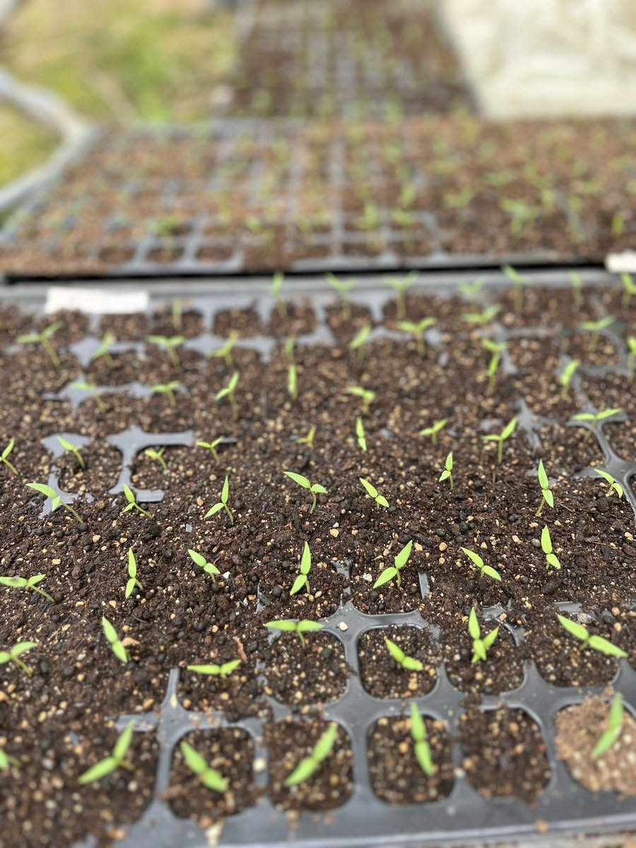 nokadirect's tweet photo. こんにちは
先日蒔いた唐辛子の種が無事発芽しました✨芽が出た🌱苗をポットに移し変える大きさになったので、1本1本ポットの土に鉢上げしていきました。
最終チェックは🕊️鳩監督がしてくれていますw  
※詳細は動画でご確認下さい。
まだまだ小さいですが、ここから成長してくれる苗達です(o^^o)✨ https://t.co/j3CYBKzh1X