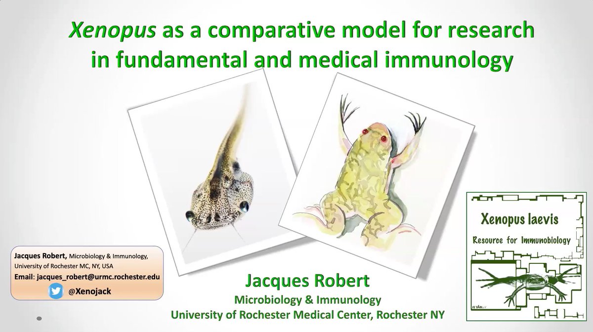 This week the Amphibian Genomics Consortium (AGC) hosted an excellent seminar by Jacques Robert @Xenojacko from the University of Rochester. You can watch Jacques's talk and the many others we have lined up for the year by joining the AGC at go.unimelb.edu.au/k2ss