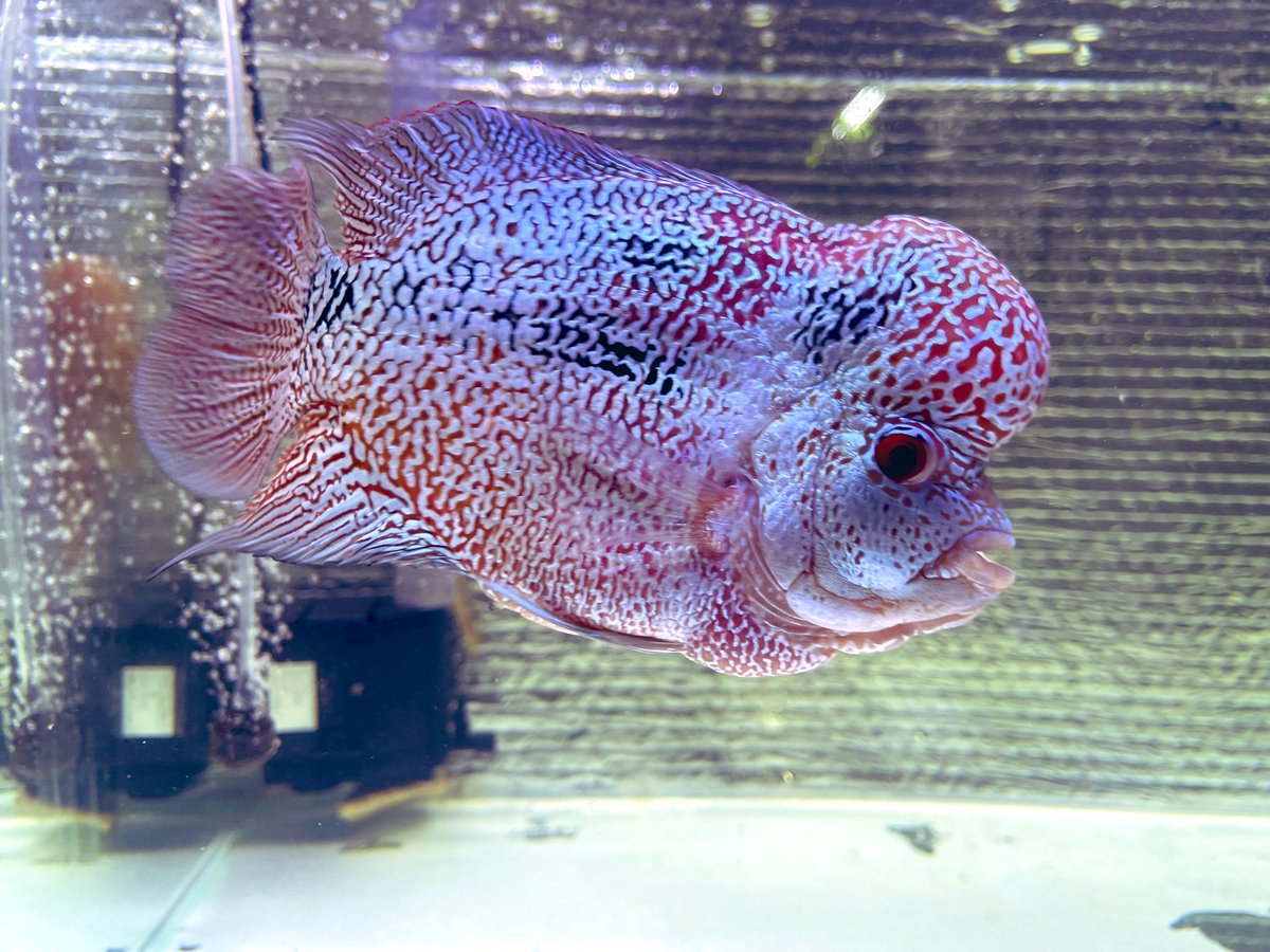 Best cichlid fam
#flowerhorn