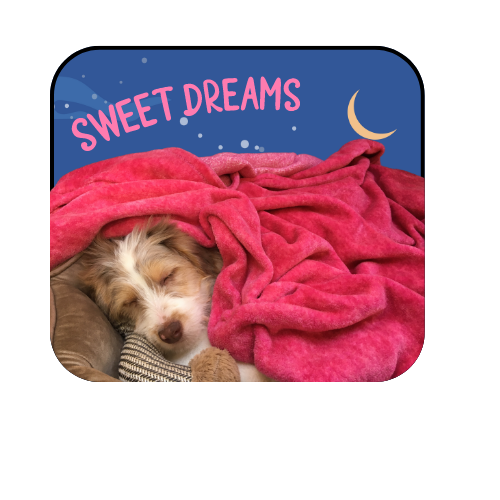 Have good night :) #PawsAndRelax #SweetDreams