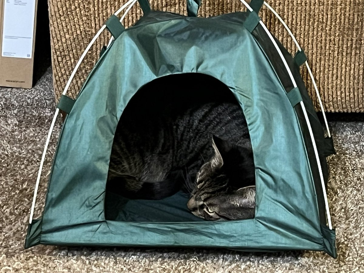 CharlieBadCat's tweet photo. I’m camping. —Adso @AmyTrask @CecilsTribe https://t.co/Ax4k9Rpz9q