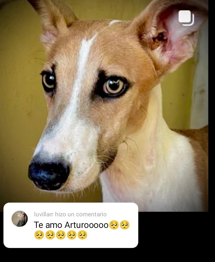 Lucila 'La Tora' en comentarios en la publicación de Arturo vía Instagram @/santidelmoro