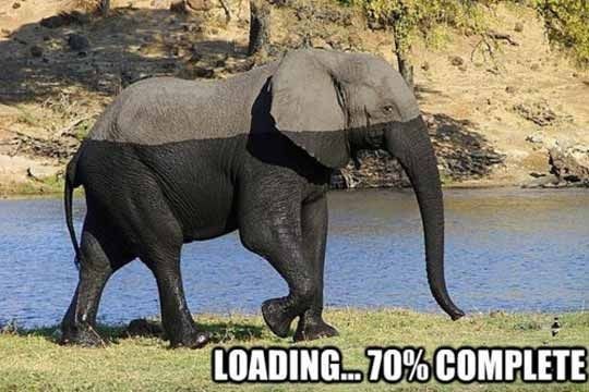 ElefunToken's tweet photo. $ELEFUNT the #ELEFUNT revival is loading! https://t.co/RV5sf3G655