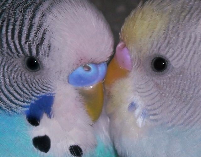 𝐬𝐨𝐯 tweet media