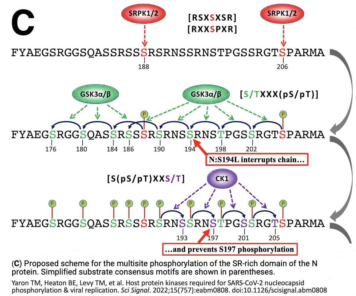 And as mentioned previously, in the Perlman study of the NSP3_S676T mutant, the sole revertant mutation that restored infectivity was N:S194L, which likely abolishes phosphorylation by GSK-3 at 3 AA—N:S186, N:S190, and N:194.   92/120