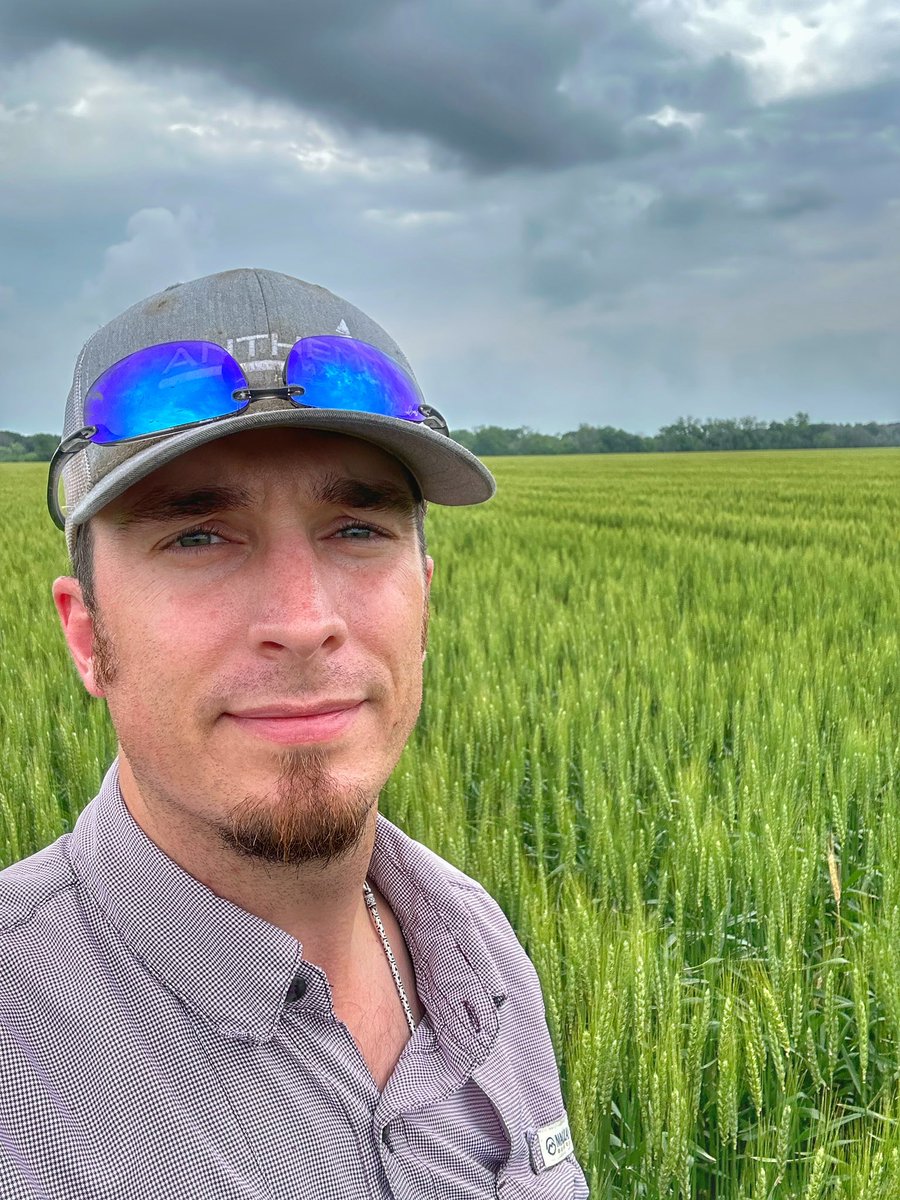 I believe the wheat stole the show for beauty this time #wheat #Texas #farming #agriculture #smallgrains #AgTwitter