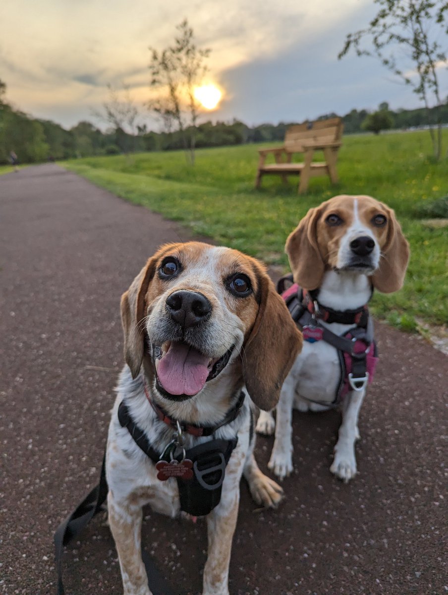 Sunsets are better with #Beagles! 🐕🐕

Trail time with these cuties! ❤️ #BeagleFacts