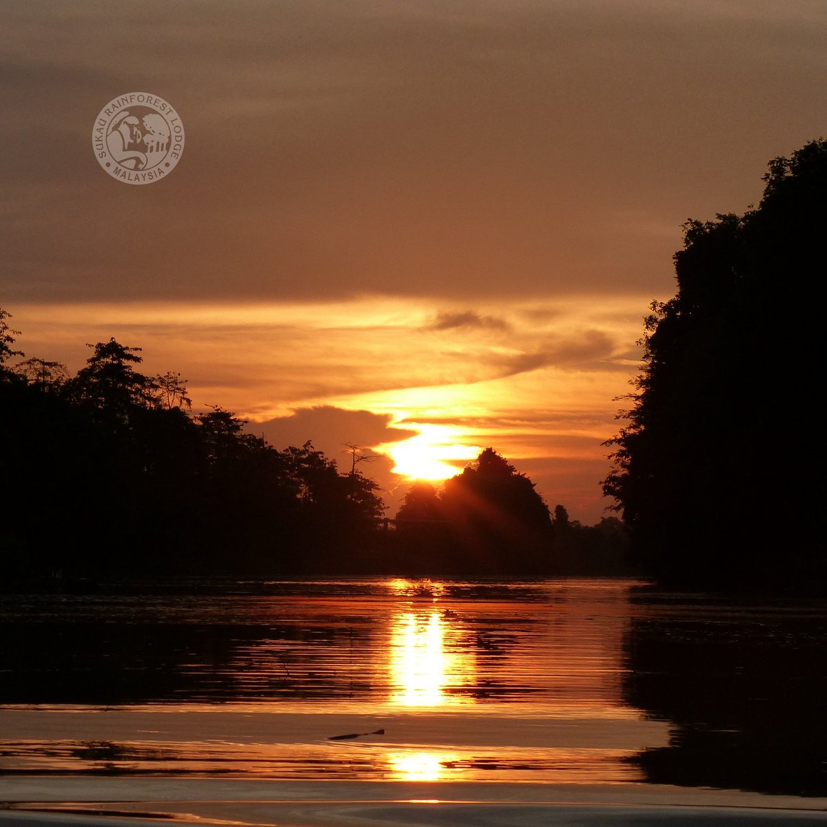 sukaurainforest's tweet photo. Did you know? The name "Kinabatangan" is believed to have derived from the words "Kina" (China) and "Batang" (river), reflecting its historical importance in trade. https://t.co/BrSZpUUMiy