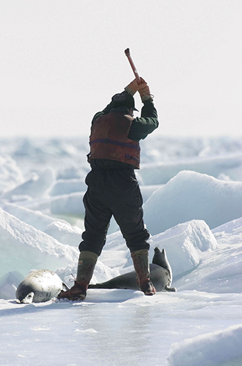 🧵As of April 18, Canadian sealers had killed over 31,530 precious harp seal pups so that they could steal their fur and blubber. This has to stop!🛑🛑🛑