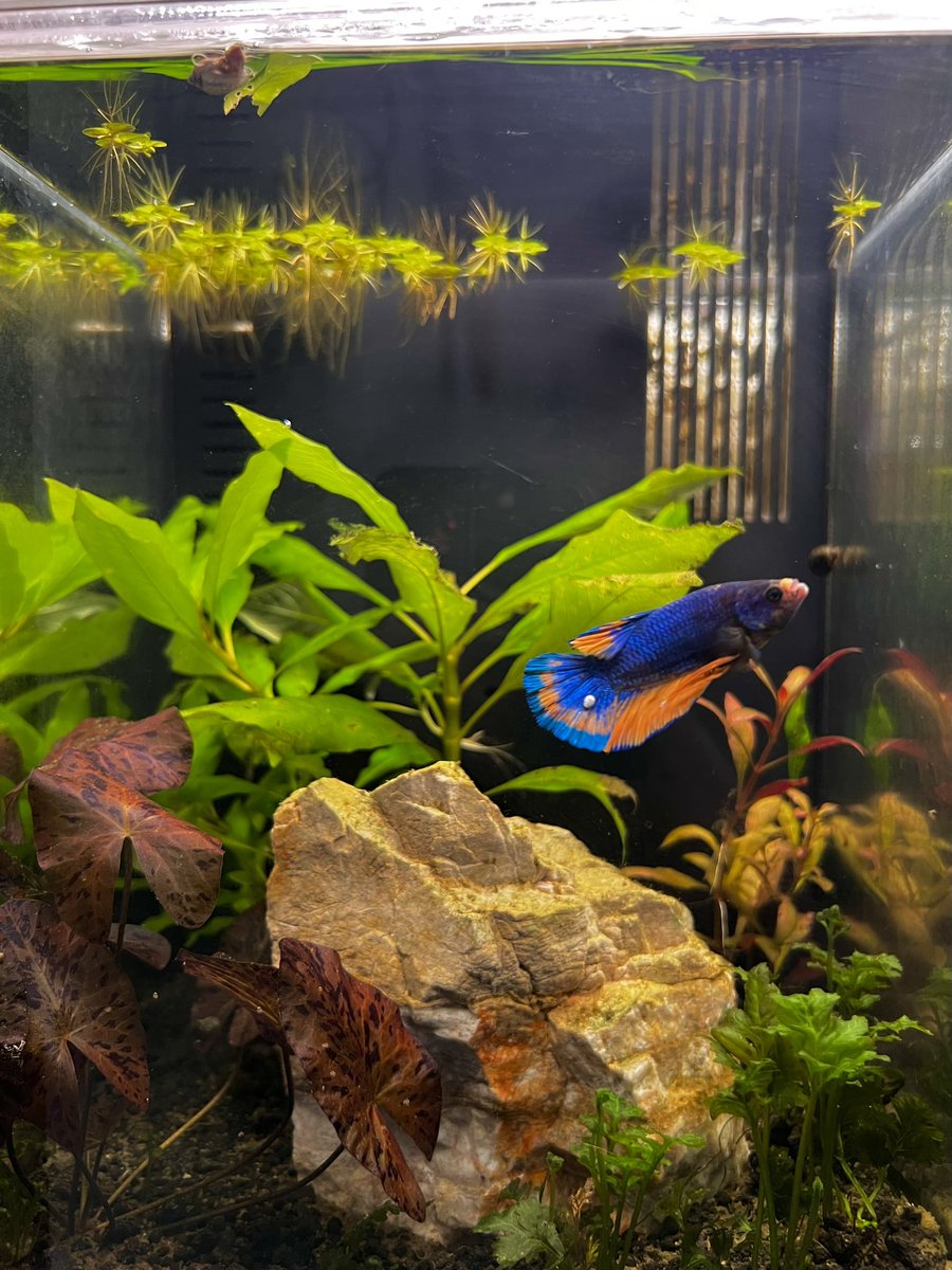 We have 7 male bettas with their own unique tanks.
Which one is your fave 🧐🧐